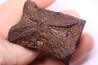vertèbre de dinosaure HADROSAURE edmontosaurus - Hell Creek Fmt - crétacé supérieur - Montana - USA