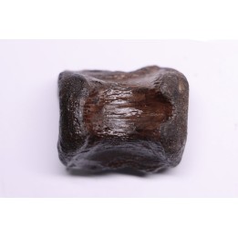 vertebra dinosaur hadrosaure : edmontosaure