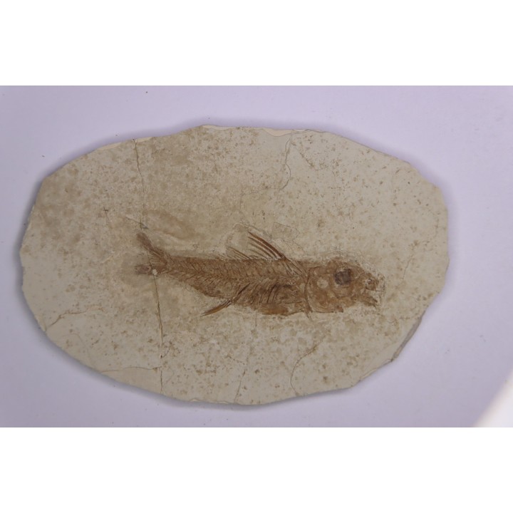 DAPALIS MINUTUS - stampian - Provence - France