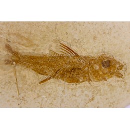 DAPALIS MINUTUS - oligocène de Provence - FRANCE