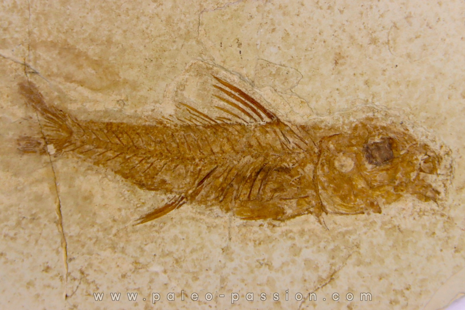 DAPALIS MINUTUS - oligocène de Provence - FRANCE