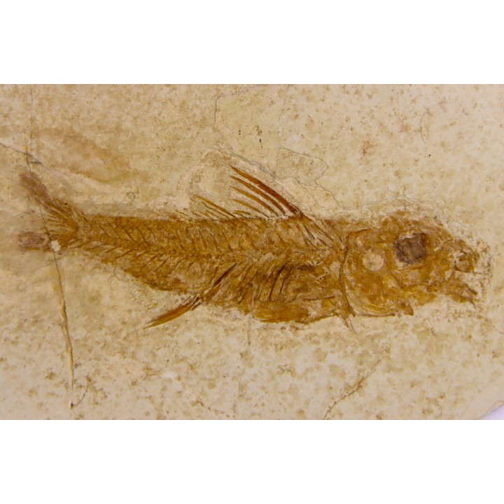 DAPALIS MINUTUS - stampian - Provence - France