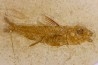 DAPALIS MINUTUS - stampian - Provence - France