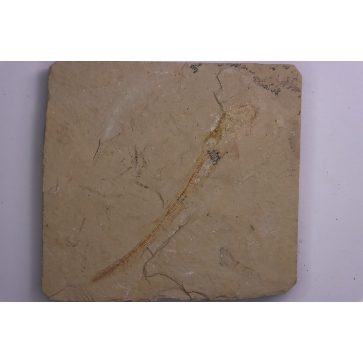 Scyliorhinus arambourgi (Cappetta, 1980) - Cénomanian  Hgula - Byblos - LIBANON