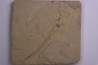 Scyliorhinus arambourgi (Cappetta, 1980) - Cénomanien Hgula - Byblos - LIBAN