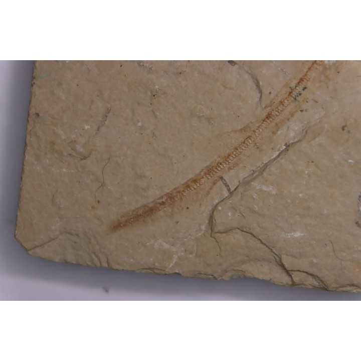 Scyliorhinus arambourgi (Cappetta, 1980) -  Cénomanien  Hgula - Byblos - LIBAN