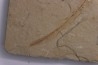 Scyliorhinus arambourgi (Cappetta, 1980) - Cénomanian  Hgula - Byblos - LIBANON