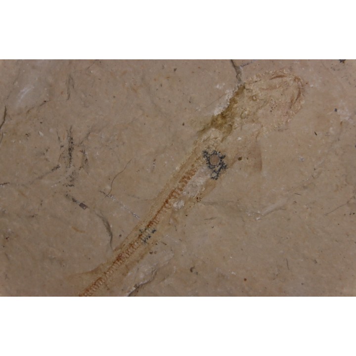 Scyliorhinus arambourgi (Cappetta, 1980) - Cénomanian  Hgula - Byblos - LIBANON