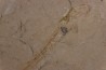 Scyliorhinus arambourgi (Cappetta, 1980) - Cénomanien Hgula - Byblos - LIBAN