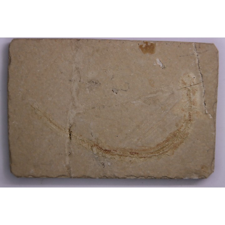 Scyliorhinus arambourgi (Cappetta, 1980) - Cénomanian  Hgula - Byblos - LIBANON