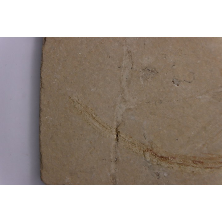 Scyliorhinus arambourgi (Cappetta, 1980) - Cénomanian  Hgula - Byblos - LIBANON