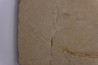 Scyliorhinus arambourgi (Cappetta, 1980) - Cénomanian  Hgula - Byblos - LIBANON