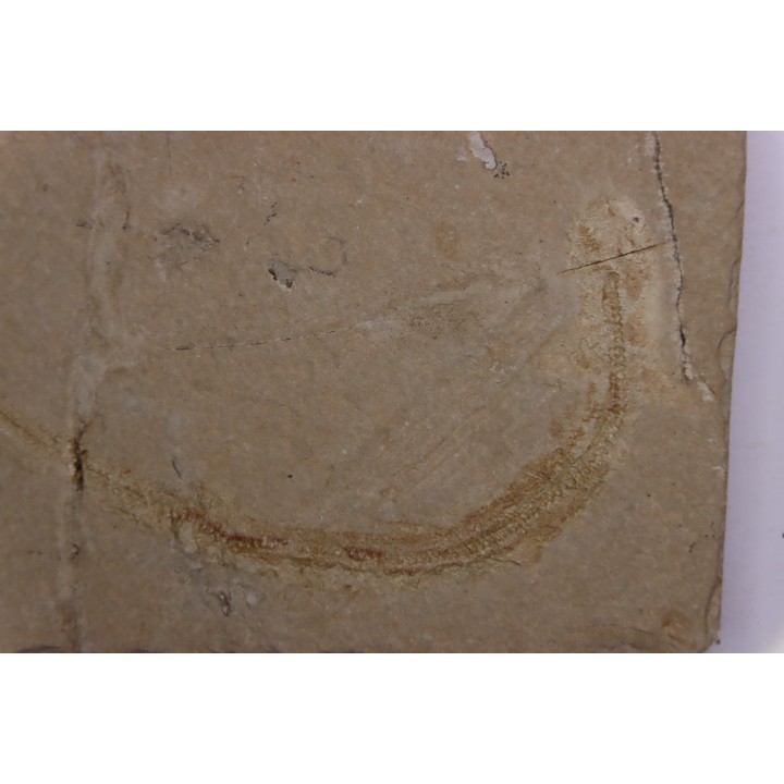 Scyliorhinus arambourgi (Cappetta, 1980) - Cénomanian  Hgula - Byblos - LIBANON