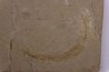 Scyliorhinus arambourgi (Cappetta, 1980) - Cénomanian  Hgula - Byblos - LIBANON