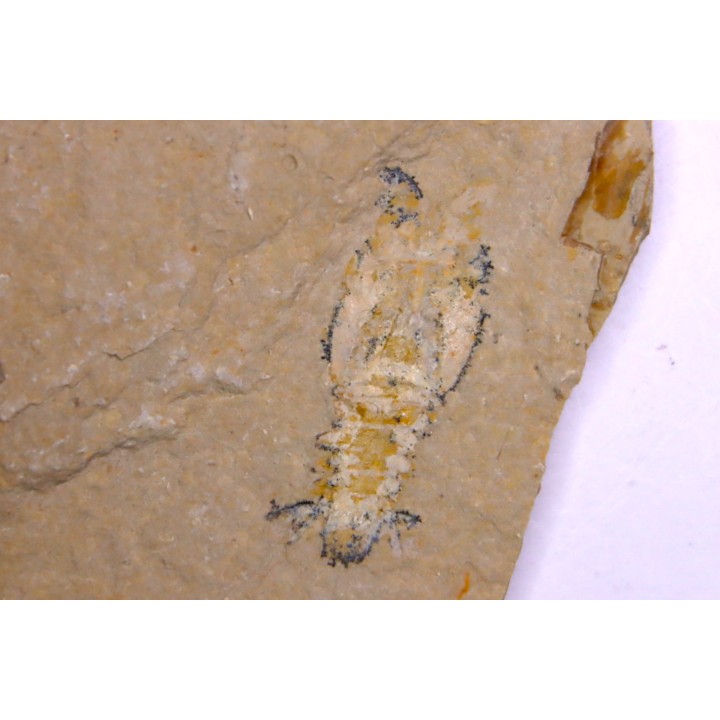 Charbelicaris maronites (haug & alii, 2015 )   - Cénomanien - Hgula - LIBAN