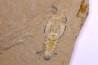Charbelicaris maronites (haug & alii, 2015 )   - Cénomanien - Hgula - LIBAN
