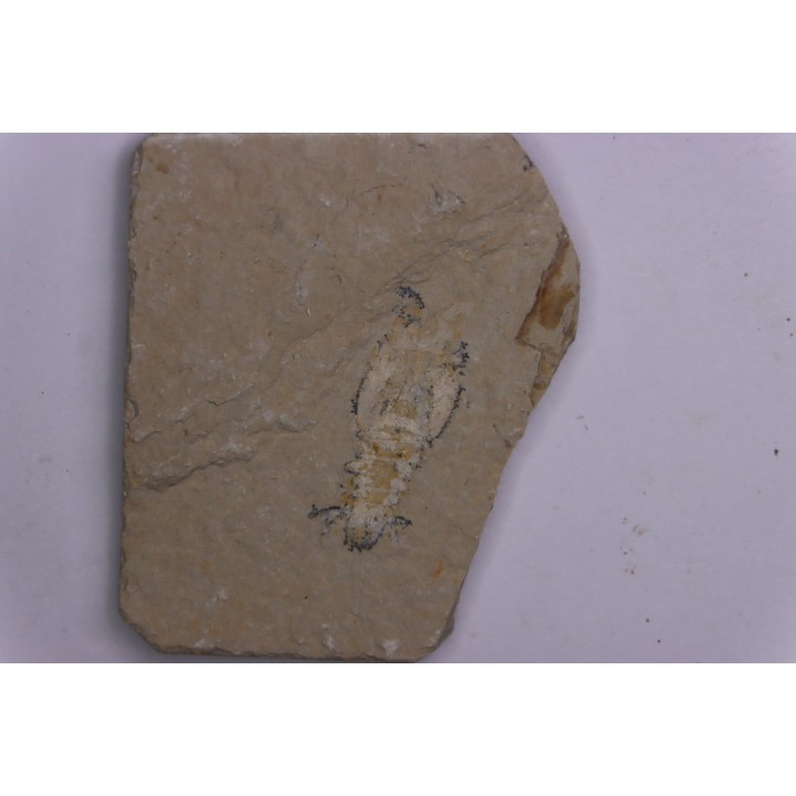 Charbelicaris maronites (haug & alii, 2015 )   - Cénomanian - Hgula - Byblos - LIBANON
