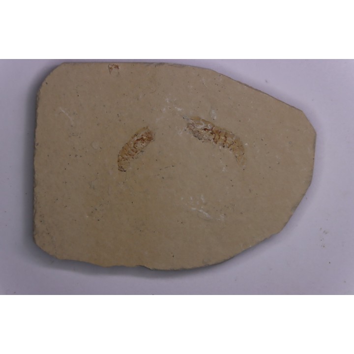 Odontochelion cretaceum (Roger, 1946) - Cénomanien - Hgula - LIBAN