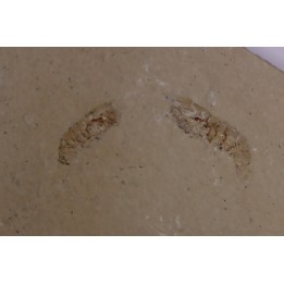 Odontochelion cretaceum (Roger, 1946) - Cénomanien - Hgula - LIBAN