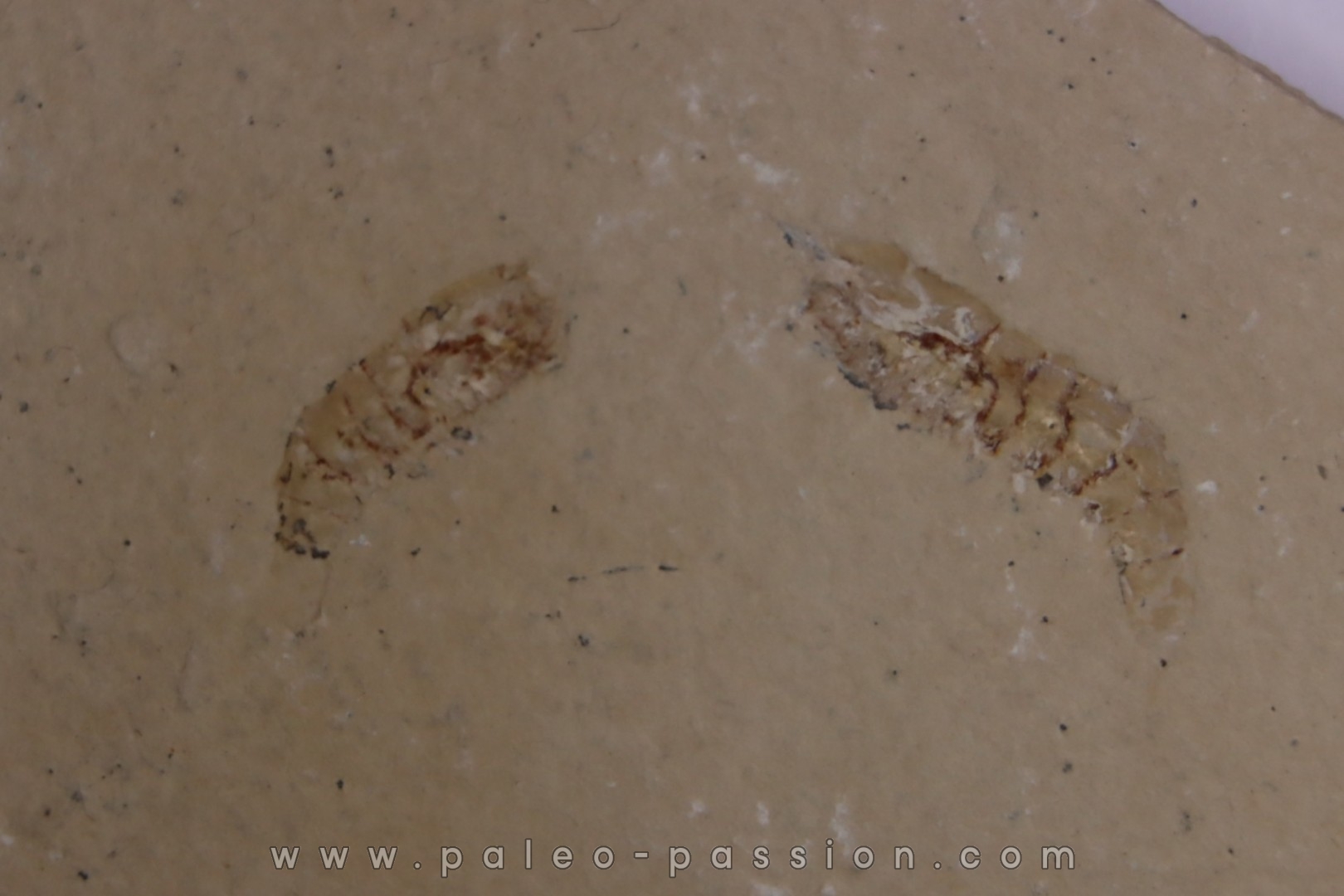 Odontochelion cretaceum (Roger, 1946) - Cénomanian - Hgula - Byblos - LIBANON