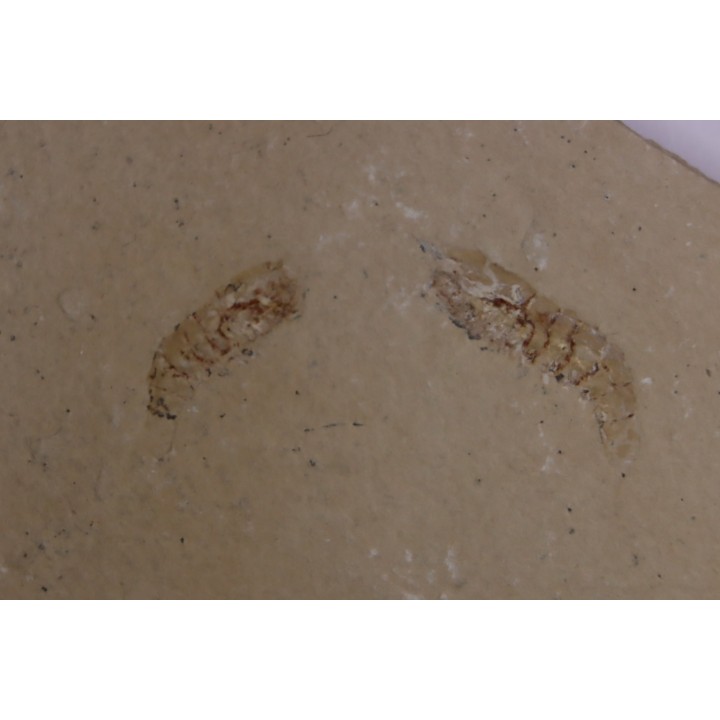Odontochelion cretaceum (Roger, 1946) - Cénomanien - Hgula - LIBAN