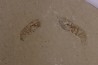 Odontochelion cretaceum (Roger, 1946) - Cénomanien - Hgula - LIBAN
