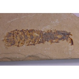 Pseudosculda  laevis (Schluter, 1872) - Cénomanien - Hgula - LIBAN