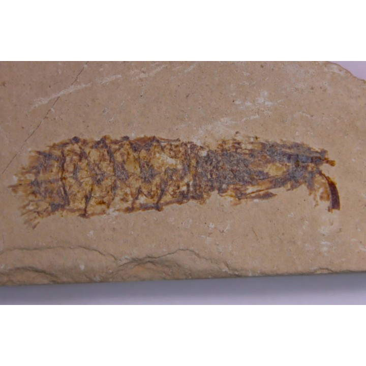 Pseudosculda  laevis (Schluter, 1872) - Cénomanien - Hgula - LIBAN