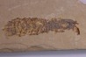 Pseudosculda  laevis (Schluter, 1872) - Cénomanian - Hgula - Byblos - LIBANON