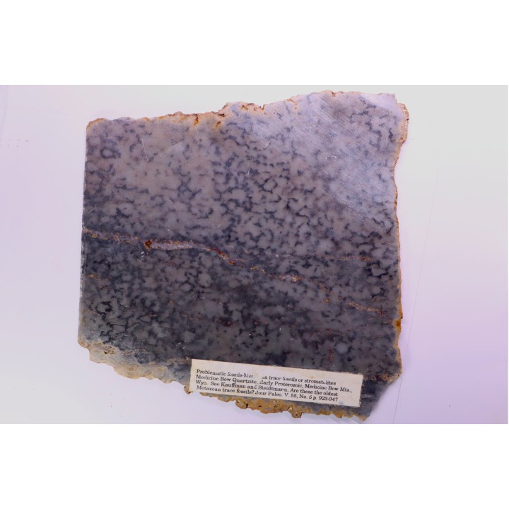 Stromatolithes - Medicine Bow Quartzite - early proterozoic  Medicine Bow Mts, Wyoming, USA