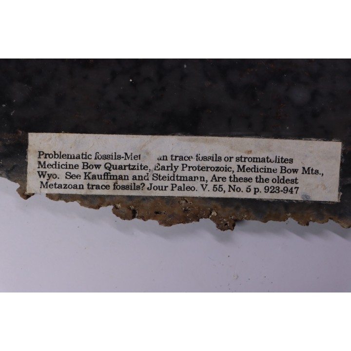 Stromatolithes - Medicine Bow Quartzite - early proterozoic  Medicine Bow Mts, Wyoming, USA