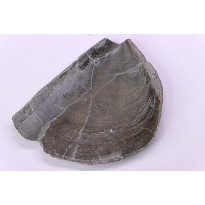 LAEVAPTYCHUS LATUS - Kimmeridgian - "argiles de Chatillon" Fmt - Audresselles, Boulonnais, FRANCE