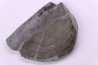 LAEVAPTYCHUS LATUS  - Kimmeridgien -  Formation des argiles de Chatillon - Audresselles, Boulonnais, FRANCE