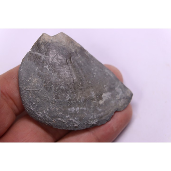 LAEVAPTYCHUS LATUS - Kimmeridgian - "argiles de Chatillon" Fmt - Audresselles, Boulonnais, FRANCE