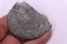 LAEVAPTYCHUS LATUS  - Kimmeridgien -  Formation des argiles de Chatillon - Audresselles, Boulonnais, FRANCE
