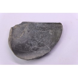 LAEVAPTYCHUS LATUS  - Kimmeridgien -  Formation des argiles de Chatillon - Audresselles, Boulonnais, FRANCE