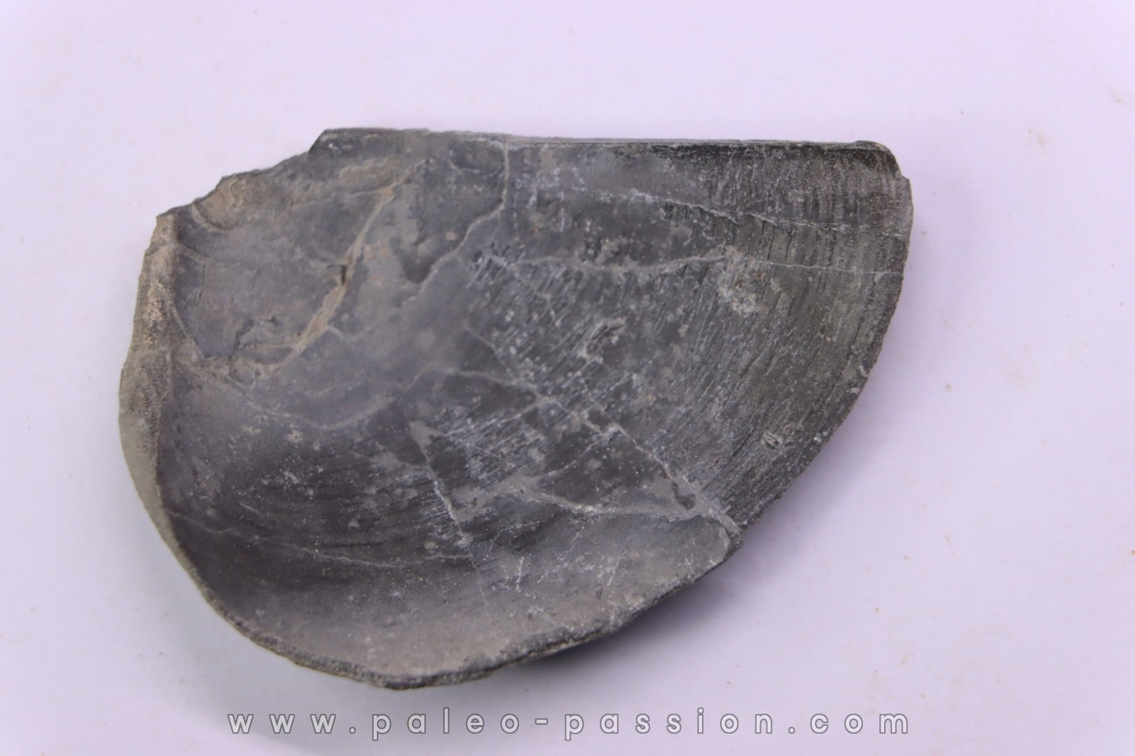 LAEVAPTYCHUS LATUS - Kimmeridgien - Formation des argiles de Chatillon - Audresselles, Boulonnais, FRANCE