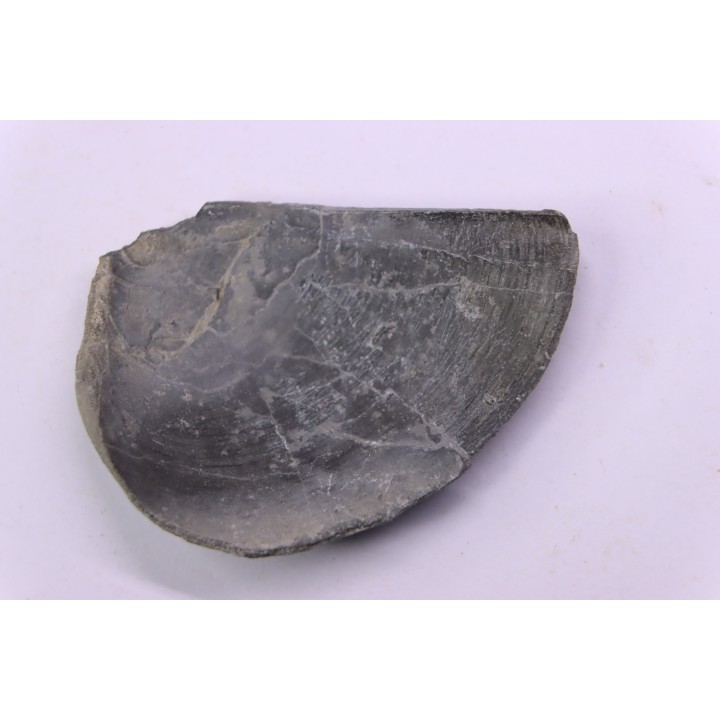 LAEVAPTYCHUS LATUS  - Kimmeridgien -  Formation des argiles de Chatillon - Audresselles, Boulonnais, FRANCE