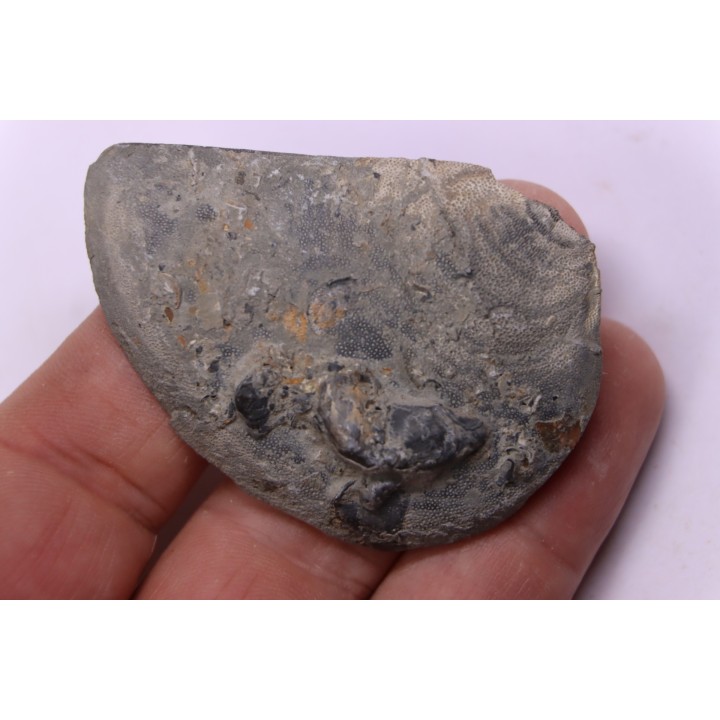 LAEVAPTYCHUS LATUS - Kimmeridgian - "argiles de Chatillon" Fmt - Audresselles, Boulonnais, FRANCE