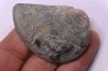 LAEVAPTYCHUS LATUS - Kimmeridgien - Formation des argiles de Chatillon - Audresselles, Boulonnais, FRANCE