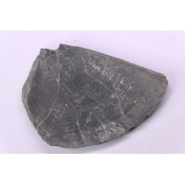 LAEVAPTYCHUS LATUS  - Kimmeridgien -  Formation des argiles de Chatillon - Audresselles, Boulonnais, FRANCE