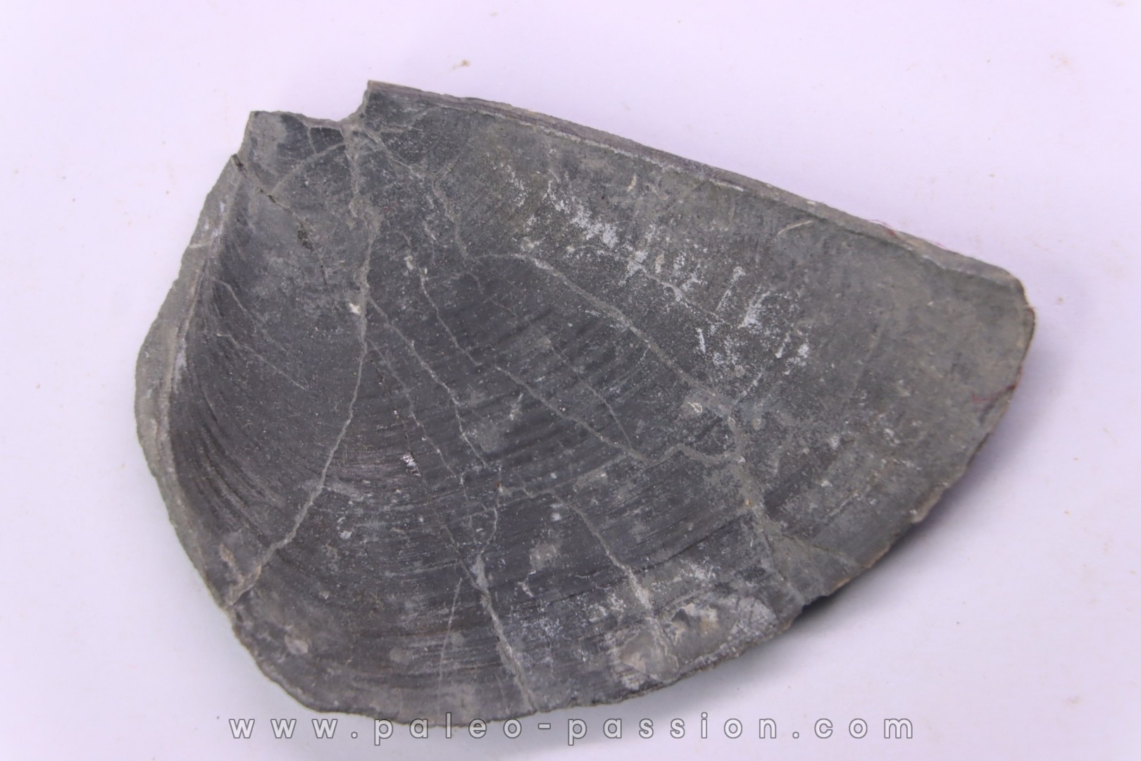 LAEVAPTYCHUS LATUS - Kimmeridgian - "argiles de Chatillon" Fmt - Audresselles, Boulonnais, FRANCE