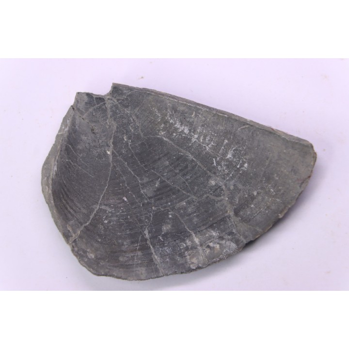 LAEVAPTYCHUS LATUS - Kimmeridgian - "argiles de Chatillon" Fmt - Audresselles, Boulonnais, FRANCE