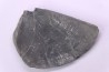 LAEVAPTYCHUS LATUS  - Kimmeridgien -  Formation des argiles de Chatillon - Audresselles, Boulonnais, FRANCE