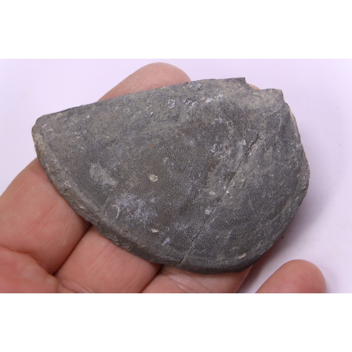 LAEVAPTYCHUS LATUS - Kimmeridgian - "argiles de Chatillon" Fmt - Audresselles, Boulonnais, FRANCE