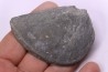 LAEVAPTYCHUS LATUS - Kimmeridgian - "argiles de Chatillon" Fmt - Audresselles, Boulonnais, FRANCE