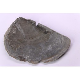 LAEVAPTYCHUS LATUS  - Kimmeridgien -  Formation des argiles de Chatillon - Audresselles, Boulonnais, FRANCE