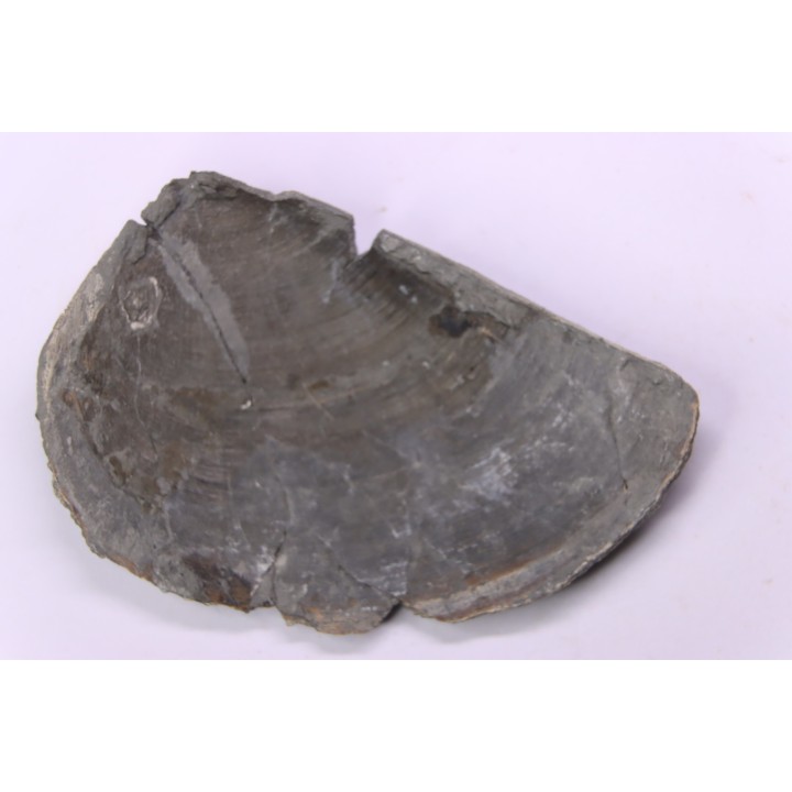 LAEVAPTYCHUS LATUS  - Kimmeridgien -  Formation des argiles de Chatillon - Audresselles, Boulonnais, FRANCE