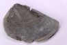 LAEVAPTYCHUS LATUS  - Kimmeridgien -  Formation des argiles de Chatillon - Audresselles, Boulonnais, FRANCE