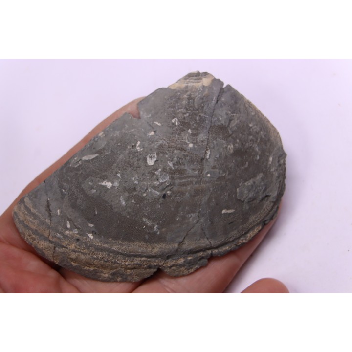 LAEVAPTYCHUS LATUS - Kimmeridgian - "argiles de Chatillon" Fmt - Audresselles, Boulonnais, FRANCE